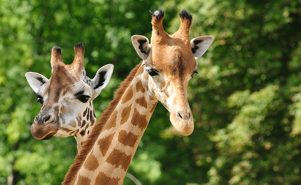 GEN-Zoo-Two-Giraffes-TY